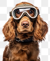 PNG Dog goggles animal mammal. AI generated Image by rawpixel.
