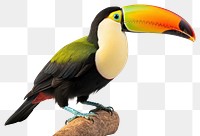 PNG Toucan animal beak bird. AI generated Image by rawpixel.