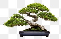 PNG Bonsai plant tree  