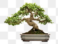 PNG Bonsai plant tree  