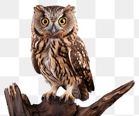 PNG Owl animal beak bird. 