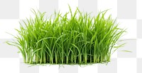 PNG Bermuda Grass grass plant food. AI generated Image by rawpixel.