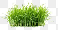 PNG Bermuda Grass grass plant food. 