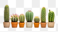 PNG Cactus plant white background arrangement. 