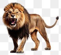 PNG Lion wildlife mammal animal. AI generated Image by rawpixel.