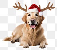PNG Retriever christmas mammal animal. AI generated Image by rawpixel.