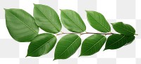 PNG Tree plant green leaf. AI generated Image by rawpixel.