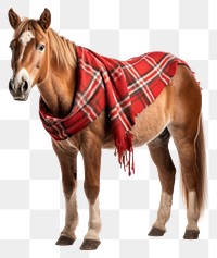 PNG Horse mammal animal rein. AI generated Image by rawpixel.