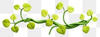 PNG Plant leaf vine white background. AI generated Image by rawpixel.