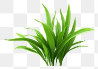 PNG Plant grass green leaf. 