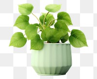 PNG Plant vase leaf potted plant. 