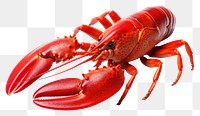 PNG Lobster seafood animal transparent background. 