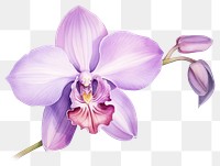 PNG Orchid flower plant transparent background. 