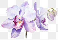 PNG Flower orchid blossom plant