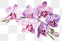 PNG Orchid flower plant transparent background. 