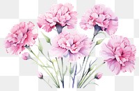 PNG Flower carnation blossom plant. AI generated Image by rawpixel.