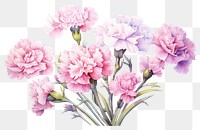 PNG Flower carnation blossom plant. AI generated Image by rawpixel.