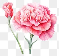 PNG Flower carnation blossom plant. AI generated Image by rawpixel.