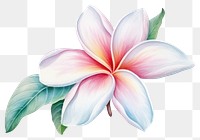 PNG Flower petal plant transparent background. 