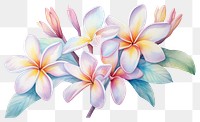 PNG Flower petal plant transparent background. 