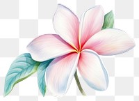 PNG Flower petal plant transparent background. 