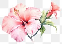 PNG Flower hibiscus plant rose. AI generated Image by rawpixel.