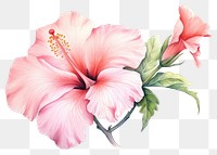 PNG Flower hibiscus plant rose. 