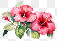 PNG Hibiscus flower plant rose. AI generated Image by rawpixel.
