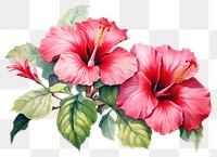 PNG Hibiscus flower plant rose. 