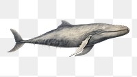 PNG Whale animal mammal fish. AI generated Image by rawpixel.