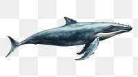 PNG Whale animal mammal fish. 