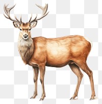 PNG Wildlife mammal animal herbivorous. AI generated Image by rawpixel.