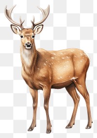 PNG Wildlife animal mammal herbivorous. AI generated Image by rawpixel.