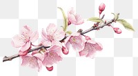 PNG Blossom flower cherry plant transparent background