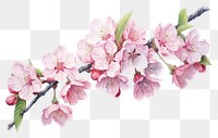 PNG Blossom flower cherry plant transparent background