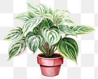 PNG Plant leaf houseplant freshness. AI generated Image by rawpixel.