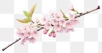 PNG Blossom flower cherry plant transparent background