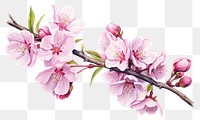 PNG Blossom flower cherry plant transparent background