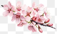 PNG Blossom flower cherry plant transparent background