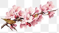 PNG Blossom flower cherry plant transparent background