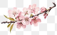 PNG Blossom flower cherry plant transparent background