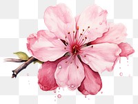 PNG Blossom flower cherry petal transparent background