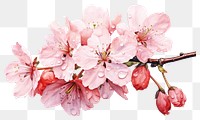 PNG Blossom flower cherry petal transparent background