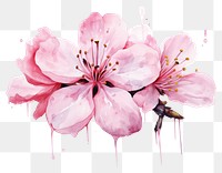 PNG Blossom flower petal plant transparent background