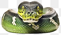 PNG Snake reptile animal green. AI generated Image by rawpixel.