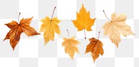 PNG Autumn leaves maple plant. AI generated Image by rawpixel.