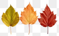 PNG Autumn leaves maple plant. AI generated Image by rawpixel.