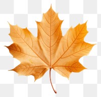 PNG Maple leaf plant tree. 