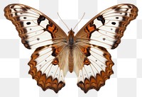 PNG Butterfly animal insect moth. 