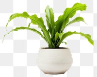 PNG Plant vase leaf houseplant. AI generated Image by rawpixel.